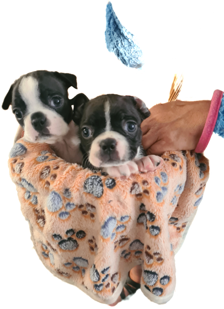 Boston terrier pups 