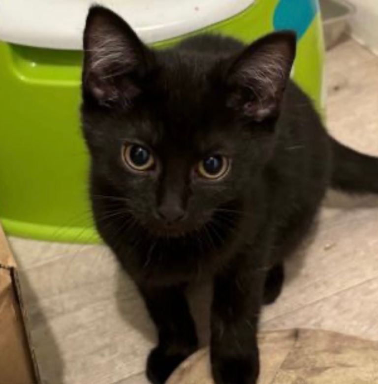 Adorable Black Kitten