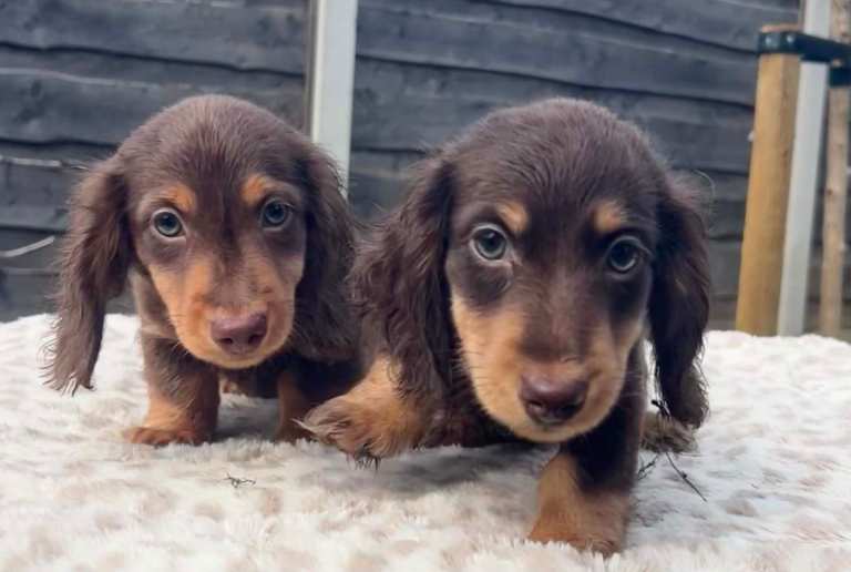 Stunning Longhaired Miniature Dachshund Boys – KC Registered – Ready Now
