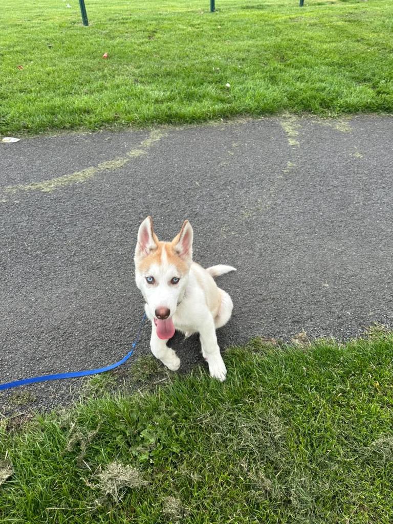 🐾 Beautiful 14-Week-Old Siberian Husky Puppy – Vaccinated & Microchipped