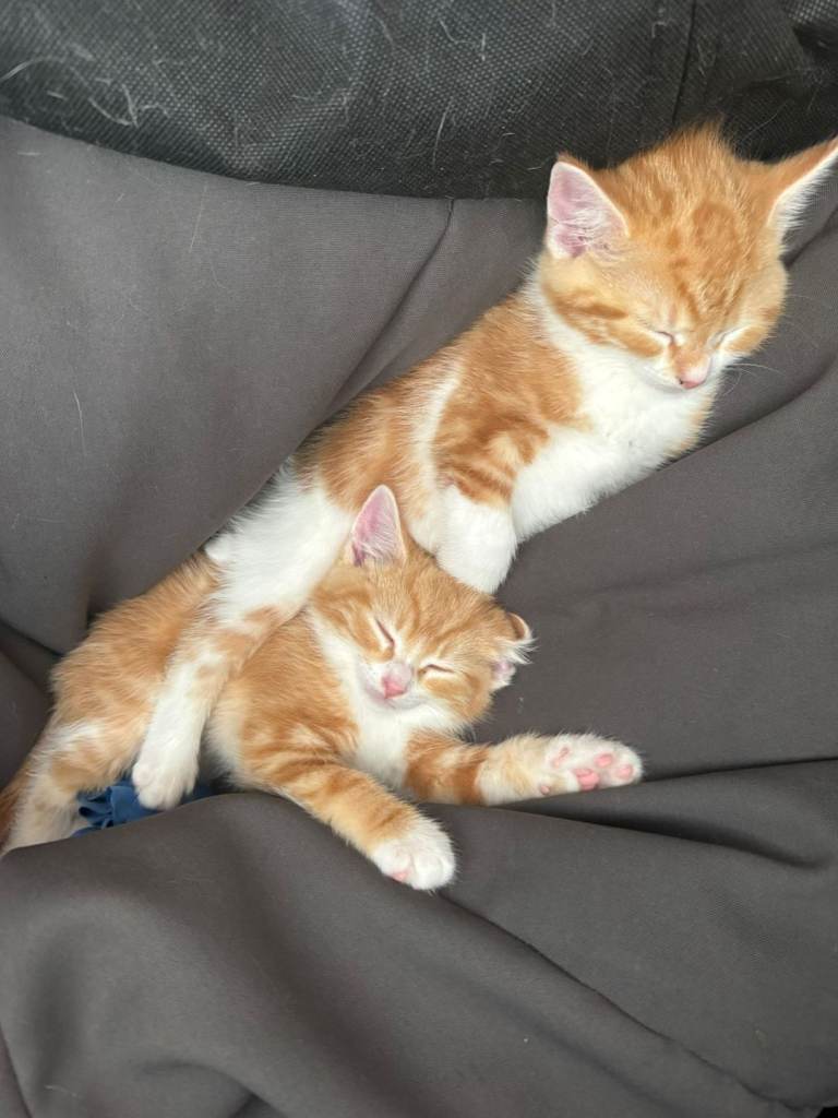 2 boy kittens