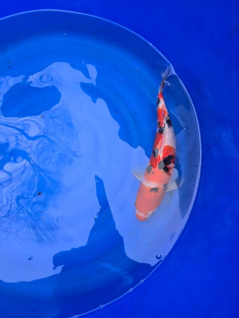 Koi carp and goldfish and orfe 