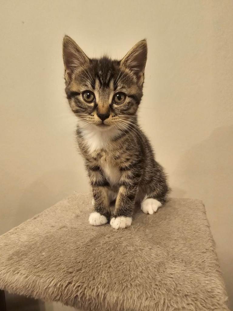 Beautiful half British Shorthair kittens 