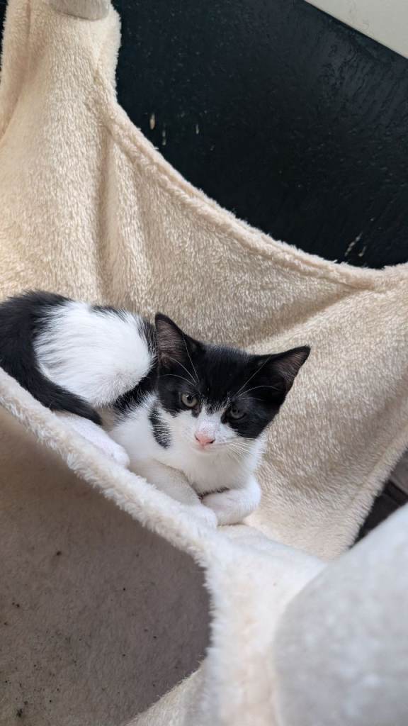 Extremely cute. Black and white tuxedo kitten. Ready to go now
