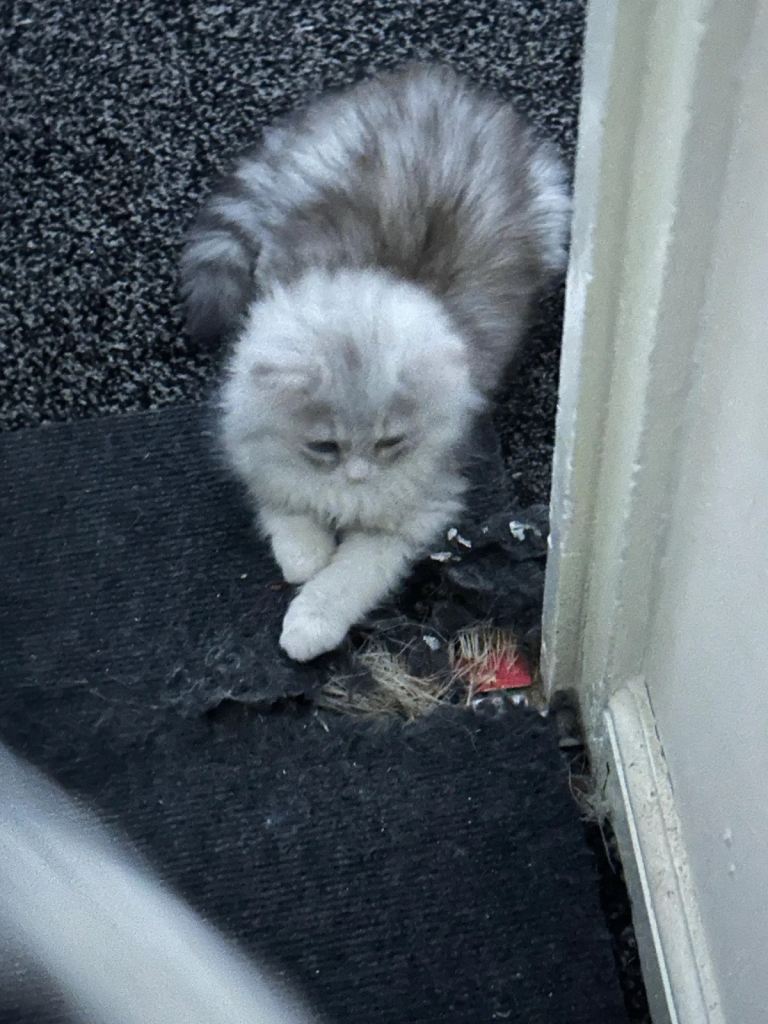 Pure persian 