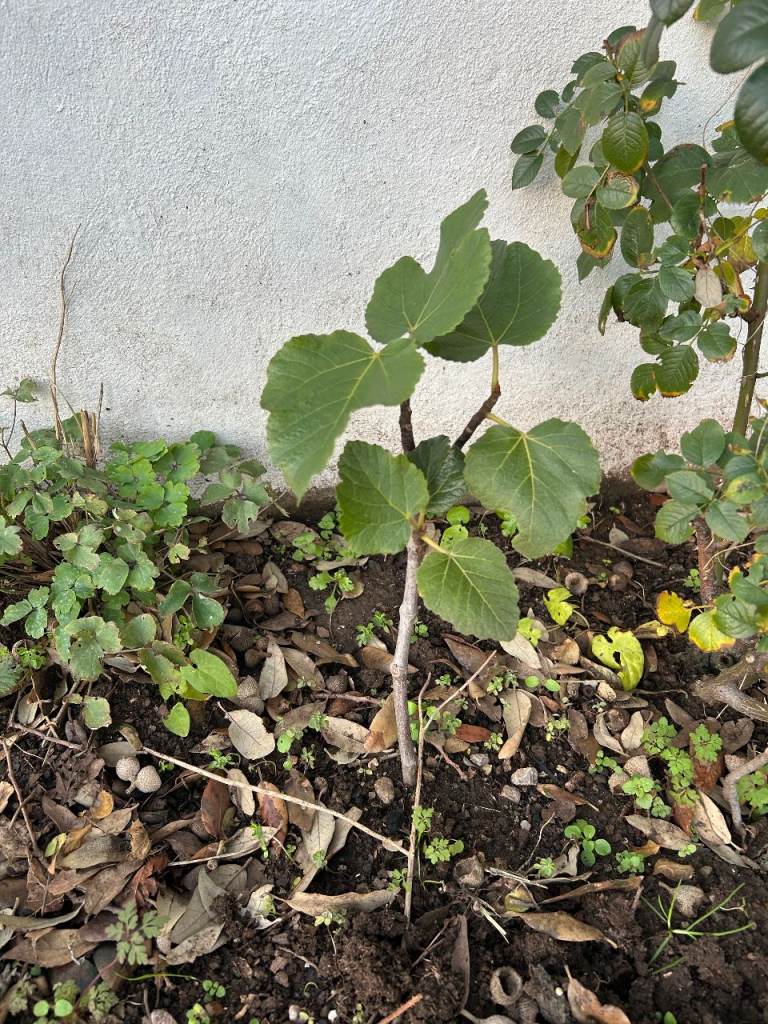 evergreen Young Fig Tree Size Appr 40cm fast growing Harvests Twice Purple Sweet Figs 