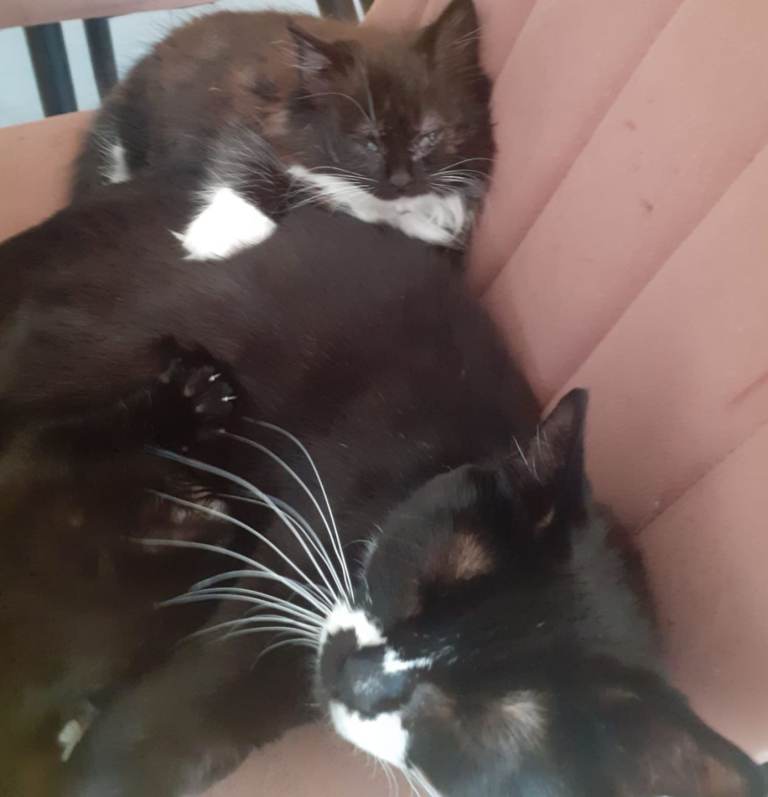Beautiful female kittens ready now