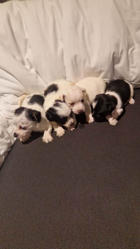 Jack Russell puppies