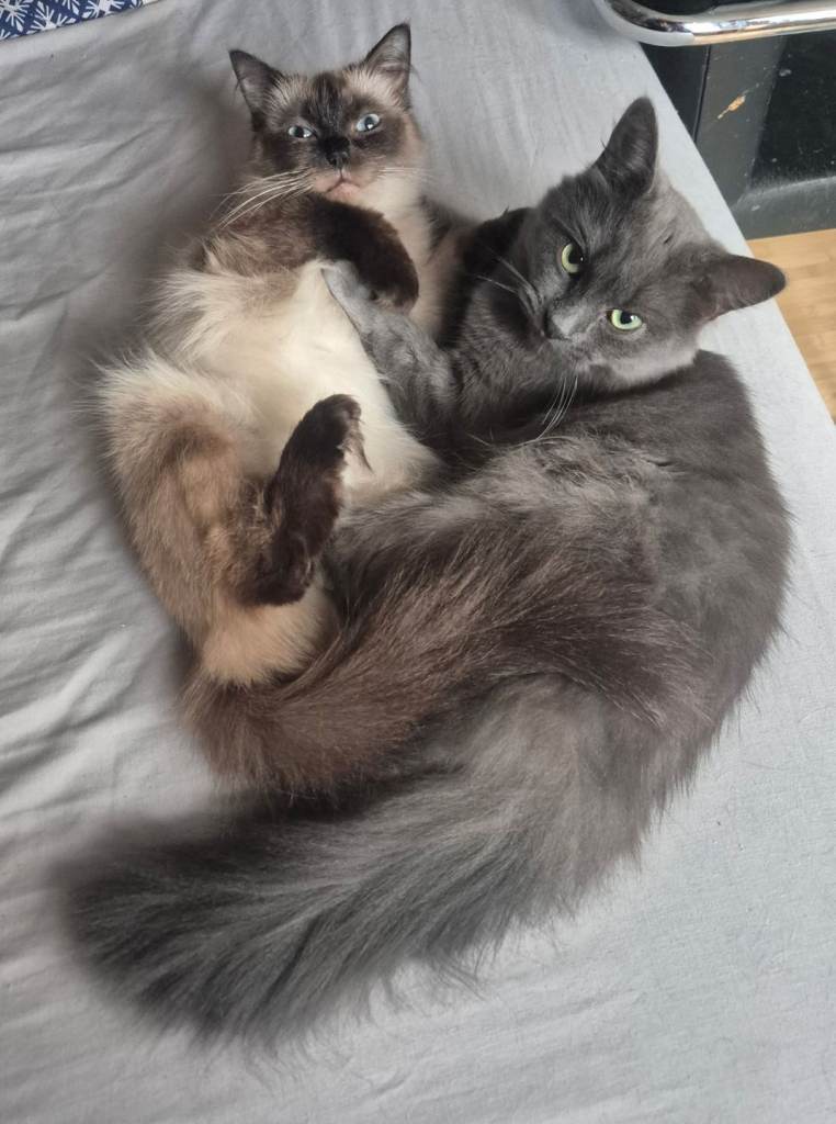 Male grey cat