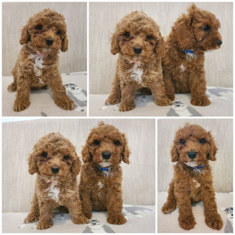 Beautiful Cavapoo puppies