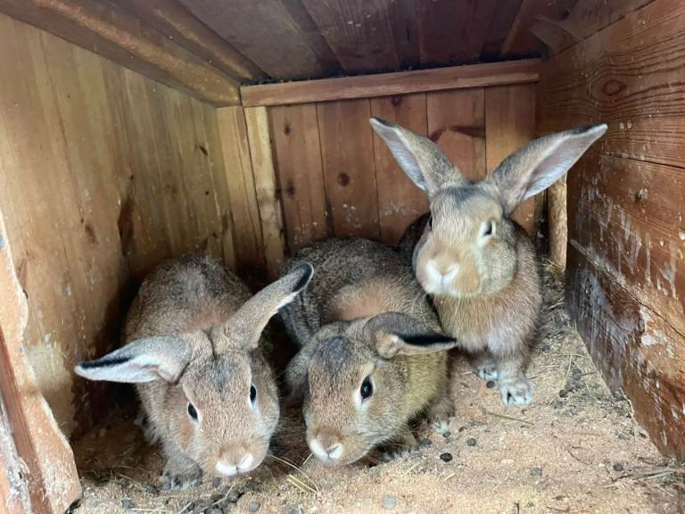 Rabbits