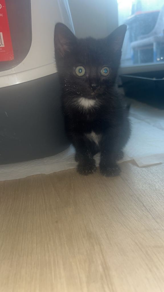 Kitten black with white underneath 