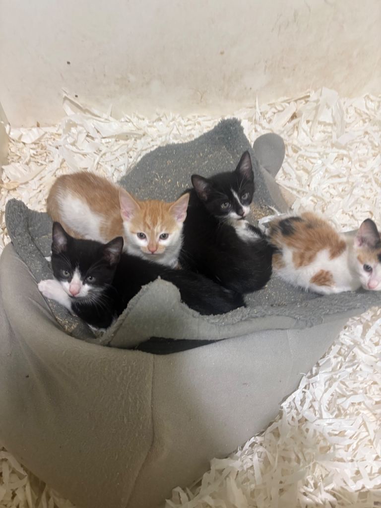 3 kittens ready to go