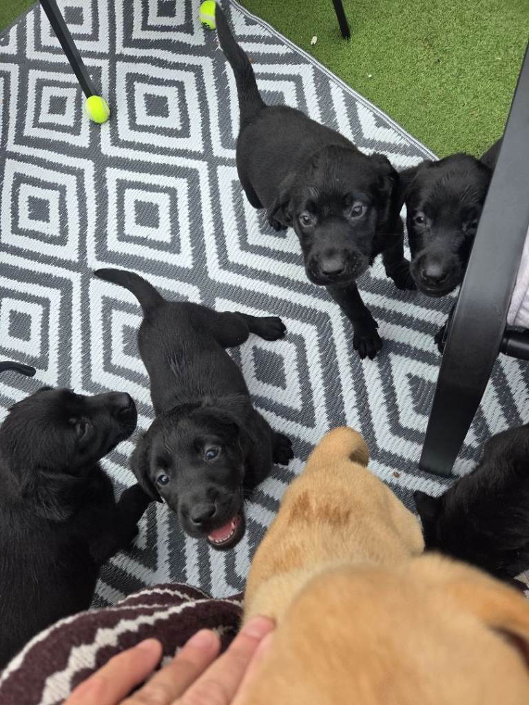 Kc Labour puppies 