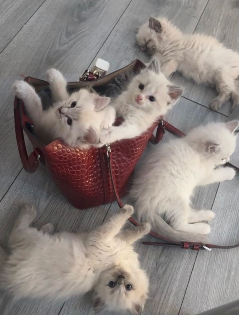 Ragdoll kittens 