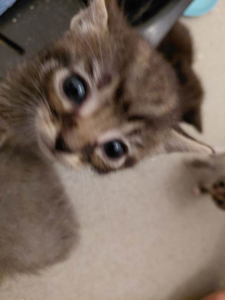 Beautiful home reared kittens ready for their nee homes 