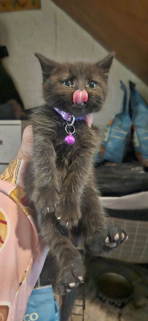 Last 3 British shorthair kittens