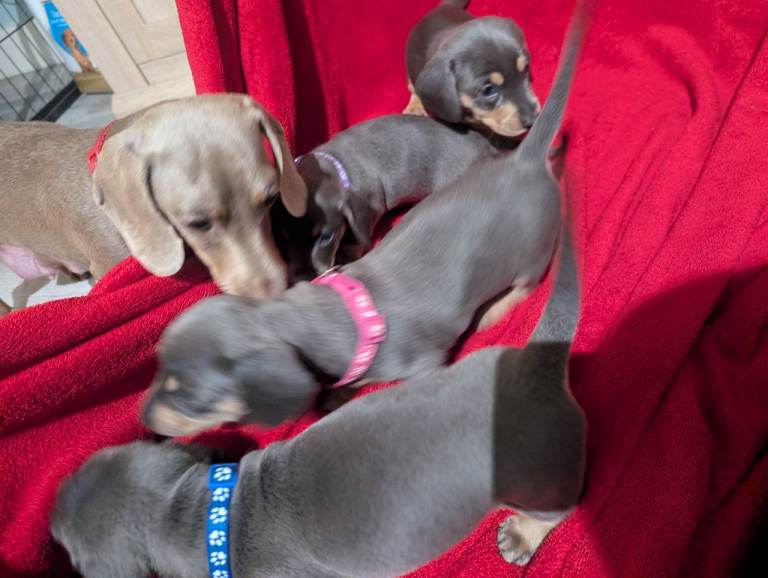 Miniature dashunds blue tan