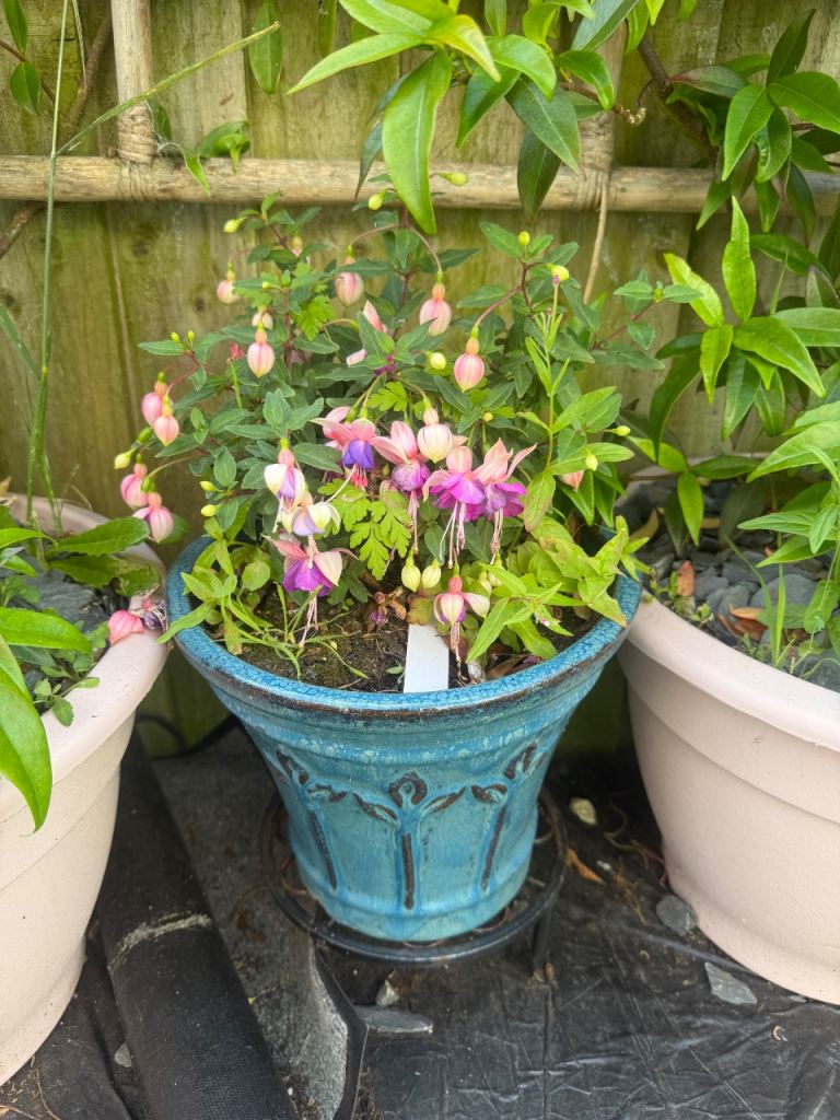 6 fuchsia