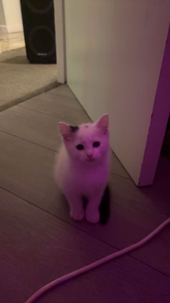 male kitten for sale 
