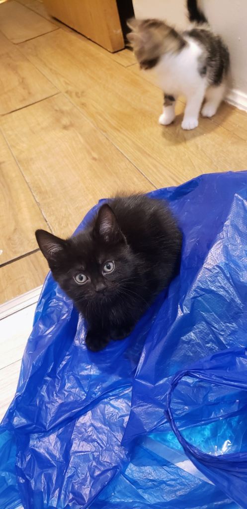 2 Kittens (Black & Tabby) – 3 Months-100£