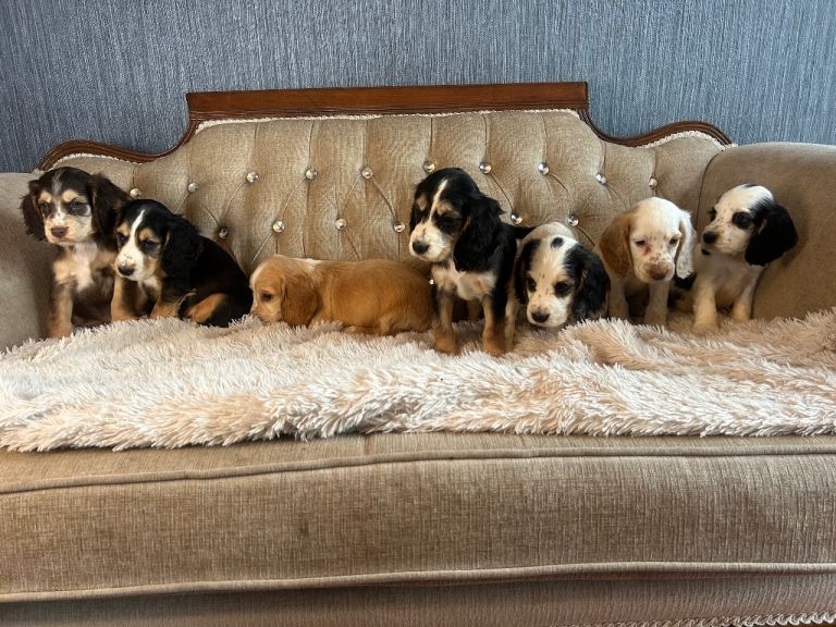 Cocker Spaniel Puppies