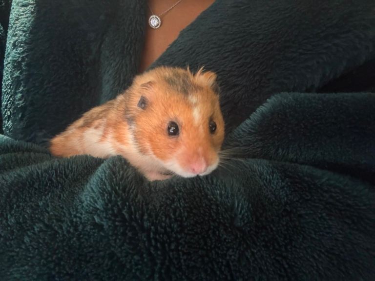 1year old hamster 