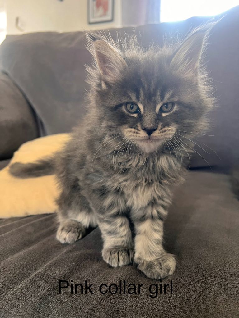 Maine coon kittens