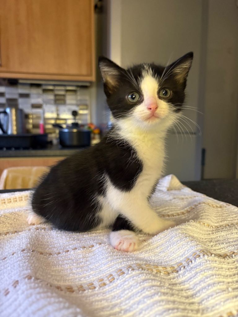 Adorable Kittens Ready for Their New Homes from 15/12/25 – Playful & Loving!