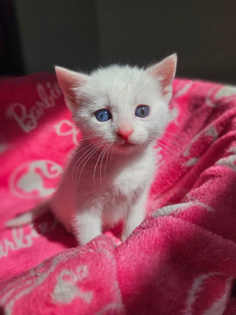 3 beautiful kitten's.