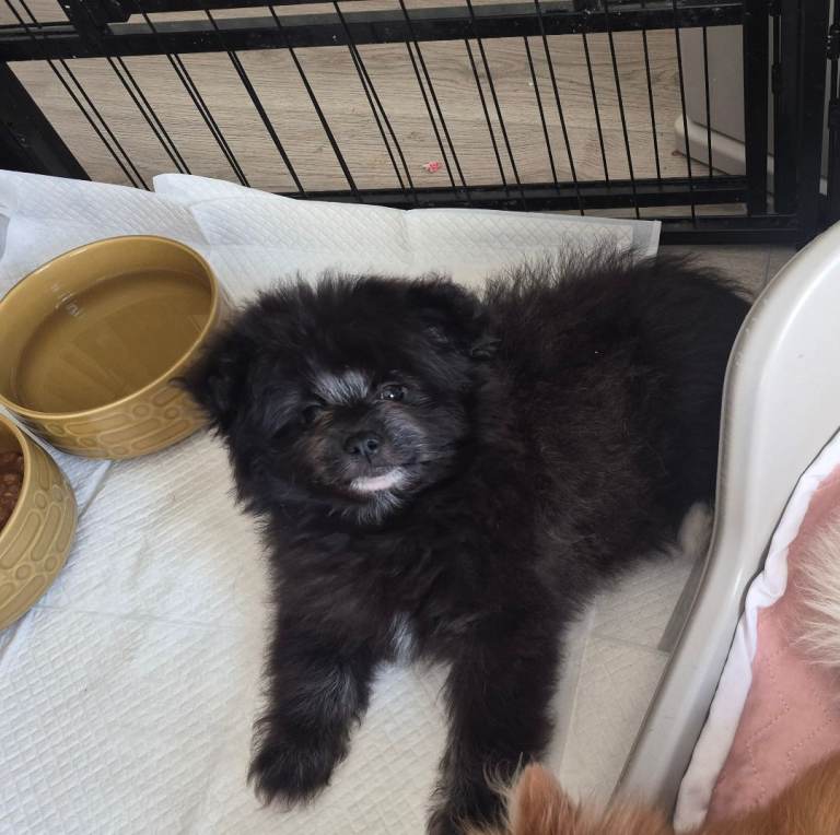 Pomeranian x Shih tzu