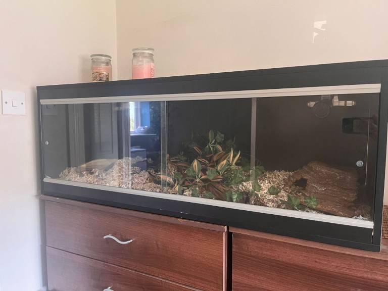 Cornsnake + tank for sale 