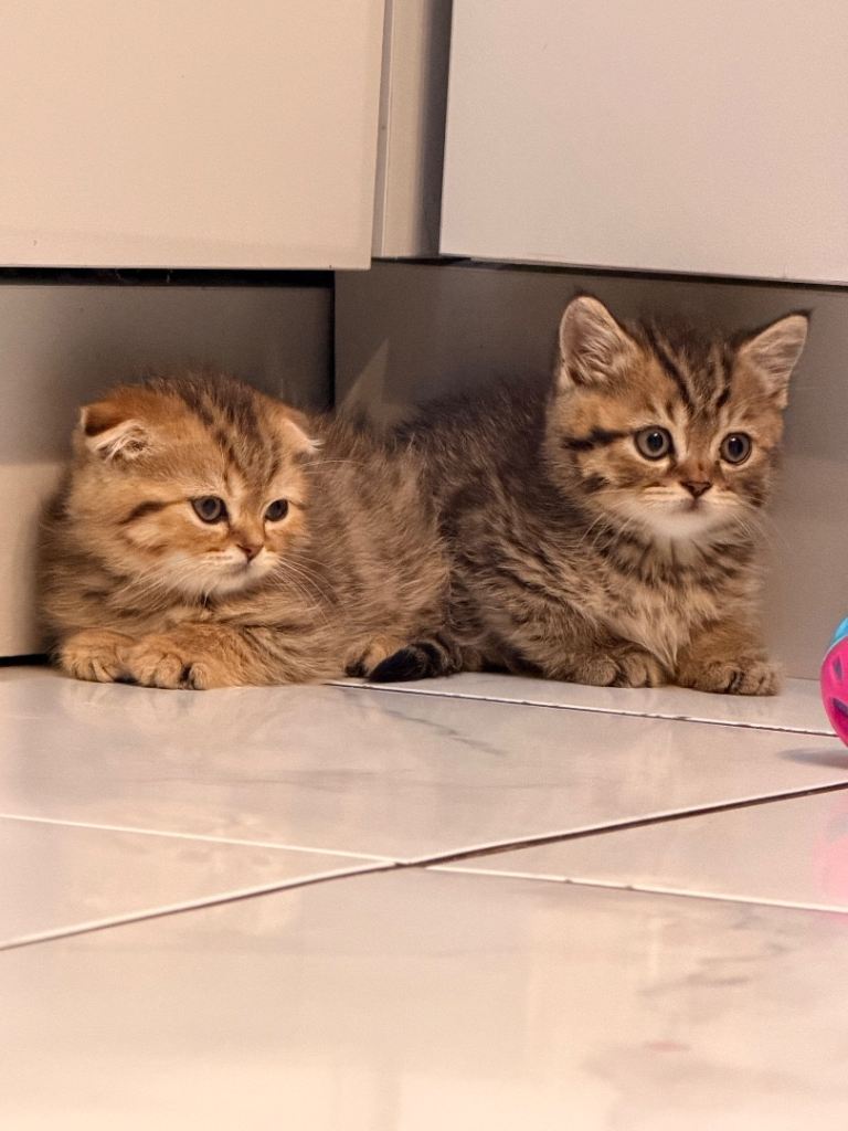 Half Persian kitten 🐱 