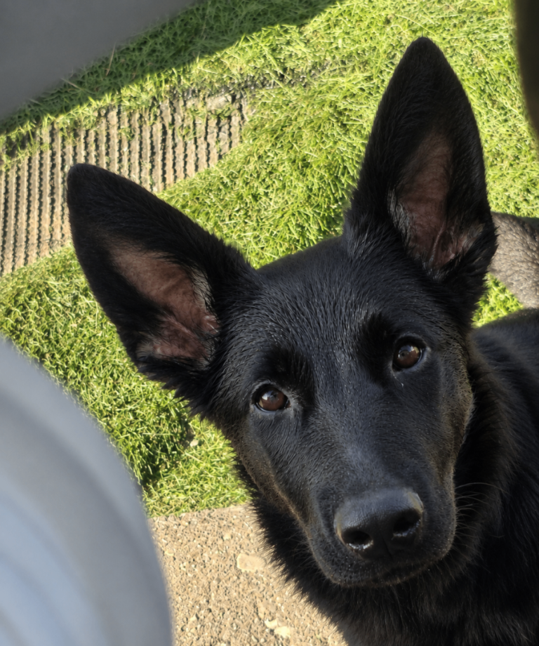 GERMAN SHEPHERD PUPPY 