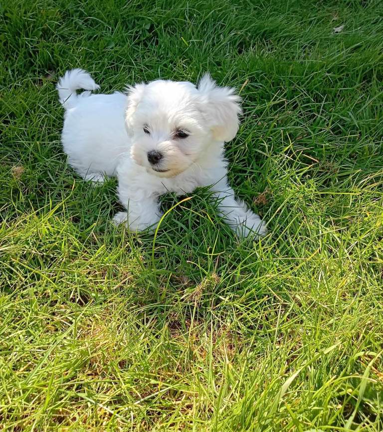 Maltipoo puppies 
