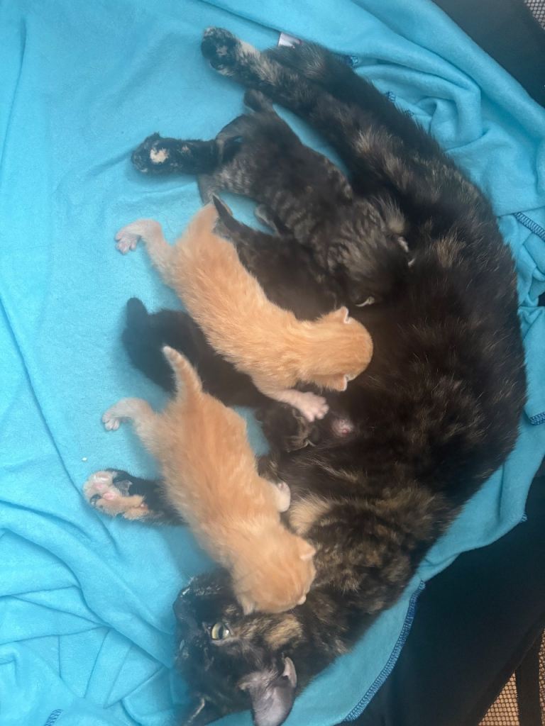 Stunning kittens finger & prints 