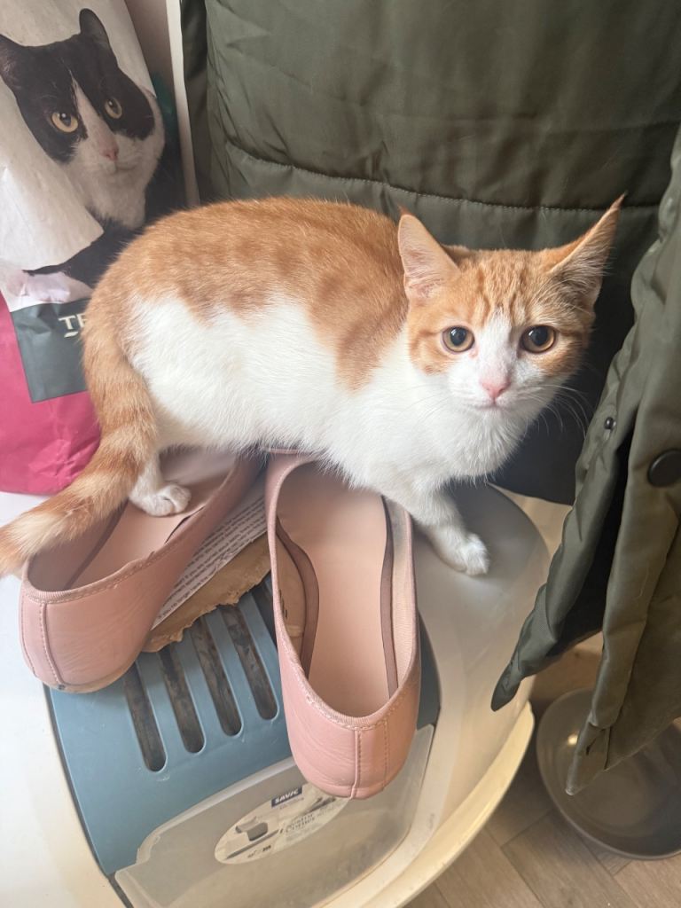 Gorgeous 6 month old kitten 