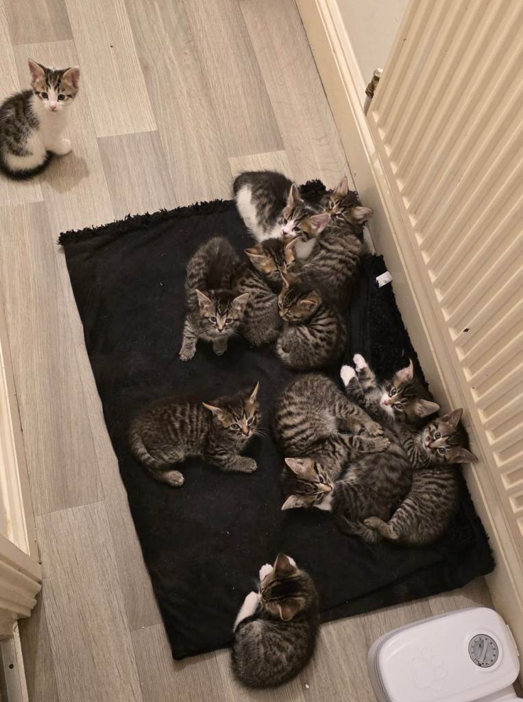 8 Week Old Kittens for Sale