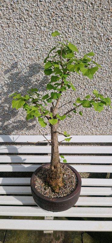 Old , mature ginkgo biloba, bonsai tree in shallow errington Reay and co planter.