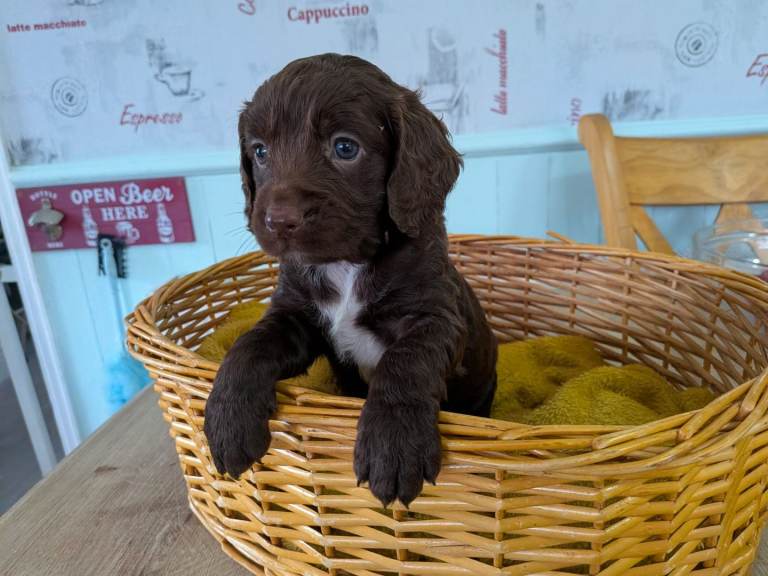 Cockapoo pups