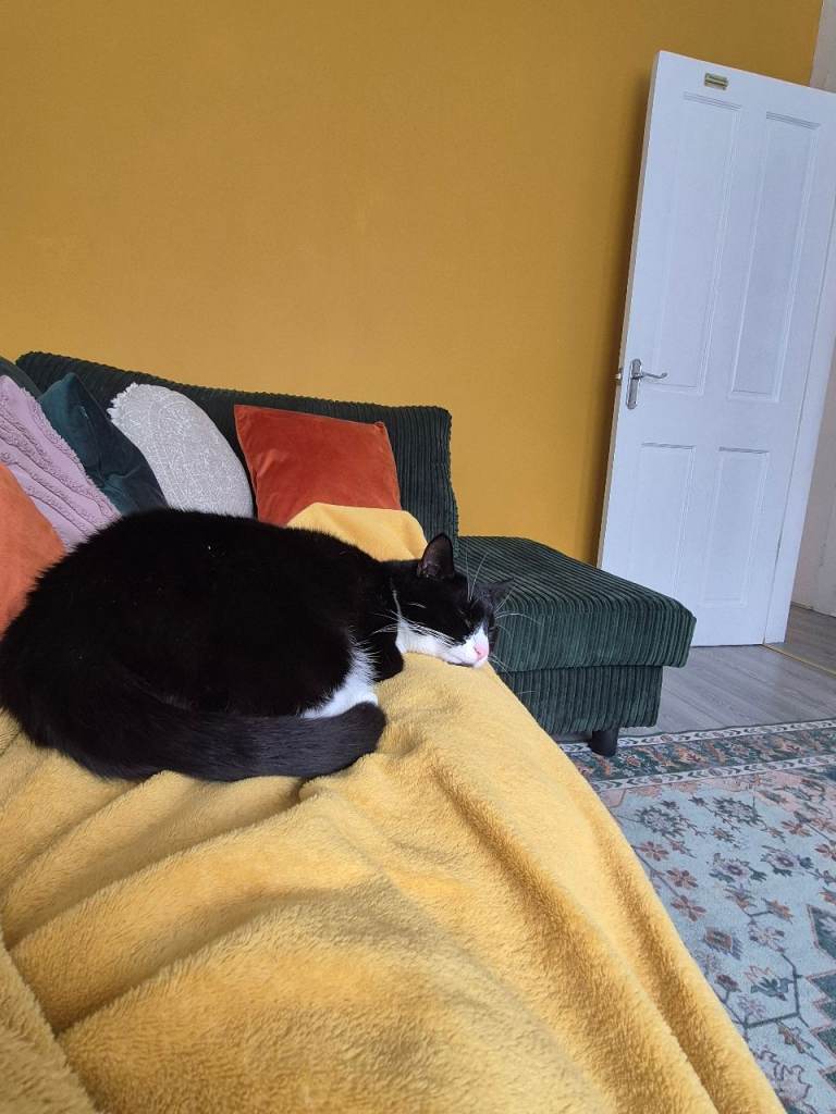 2 Year old Tuxedo