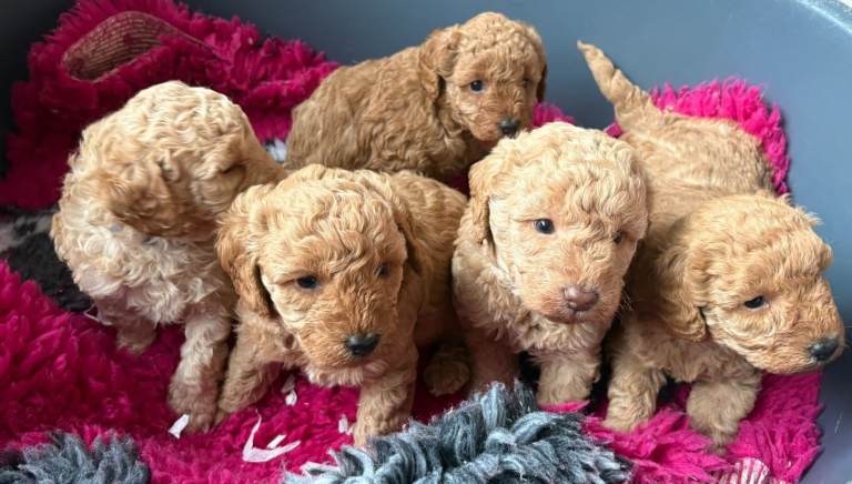 F1B Miniature Labradoodle Puppies