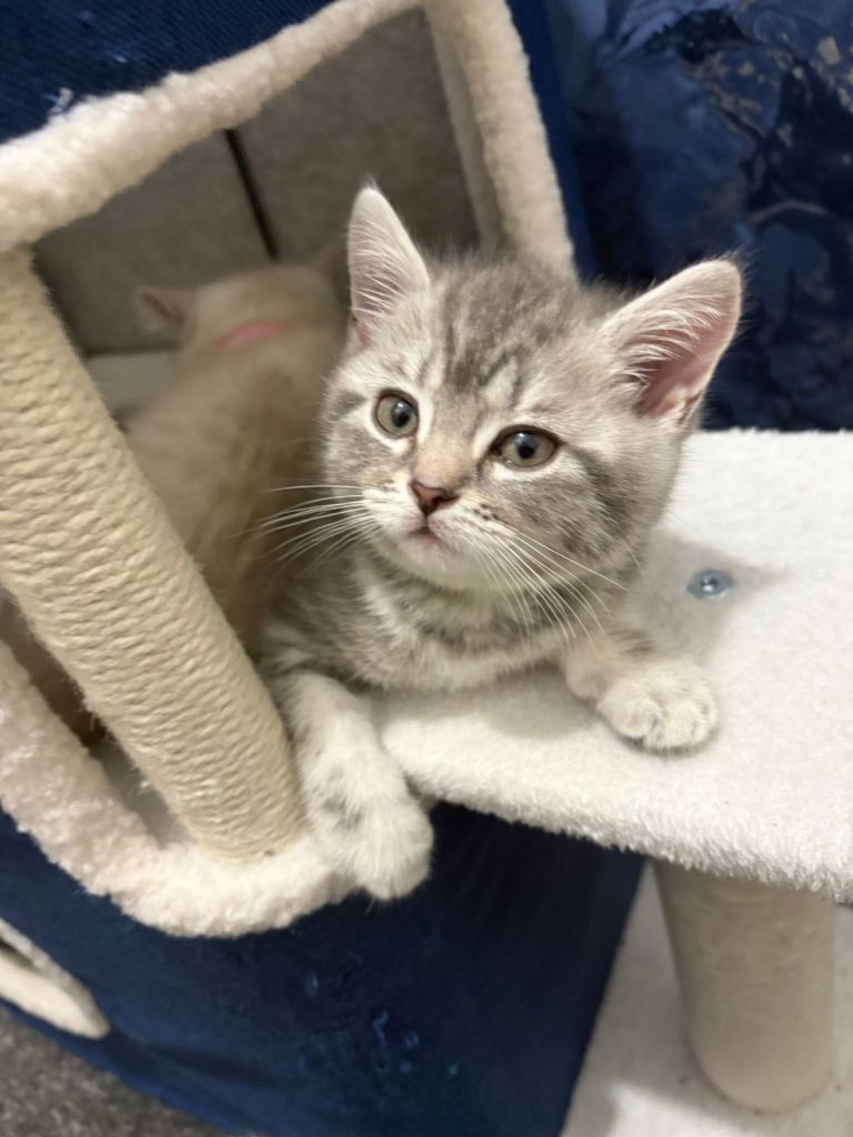 British shorthair kittens