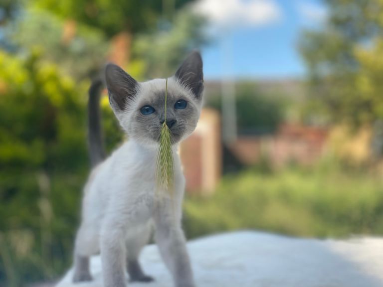 💚🤍🐱 SIAMESE KITTENS 🐱🤍💙 
