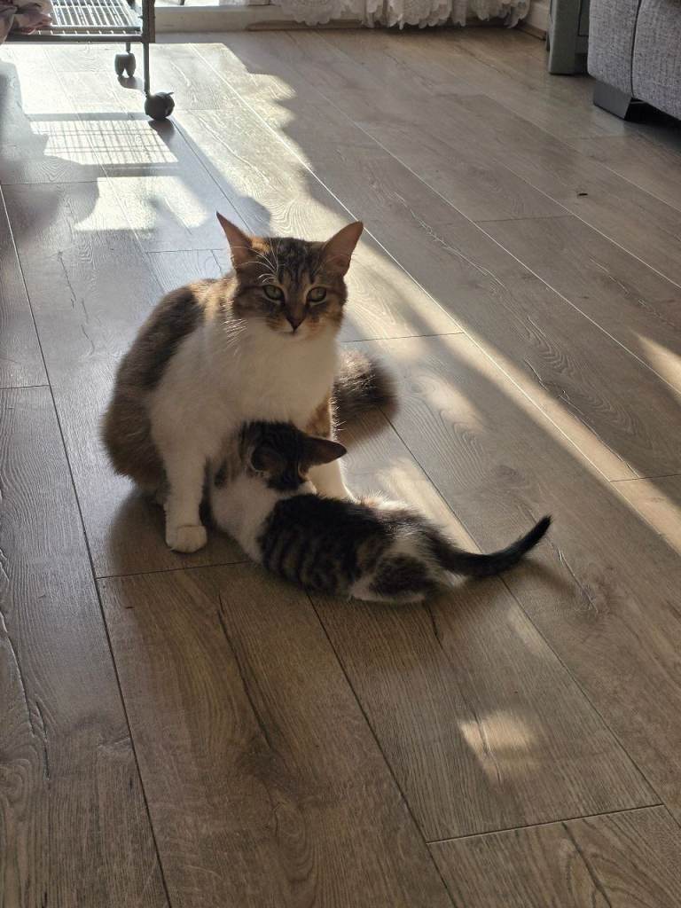 Two beautful kittens 