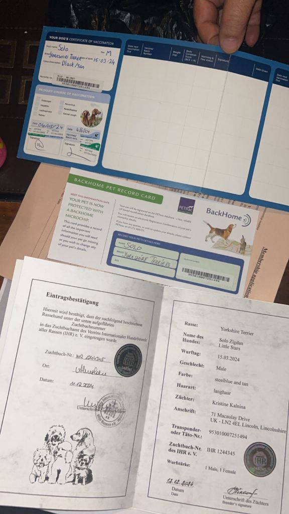 Yorkshire terrier puppy girl 