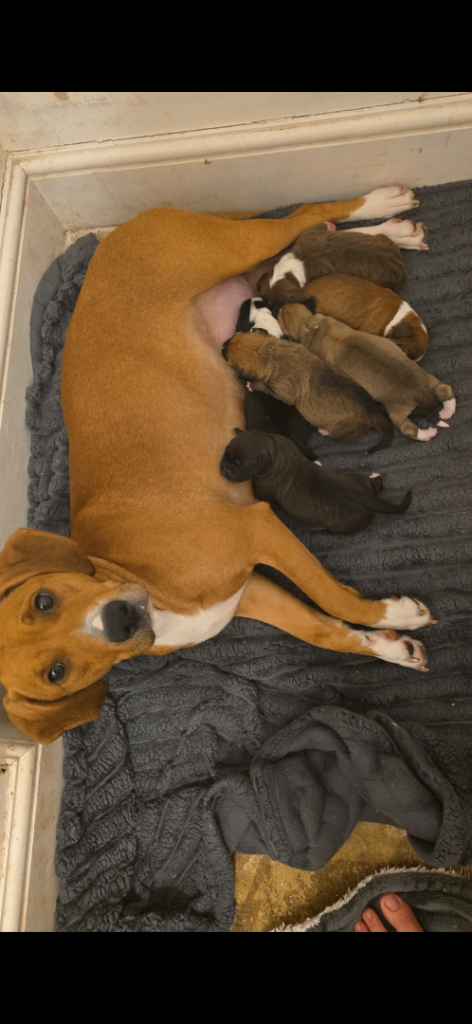6 male puppies 