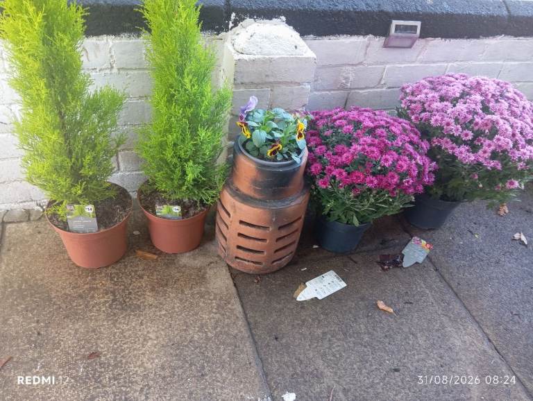 Selection of Potted Plants - Good Condition