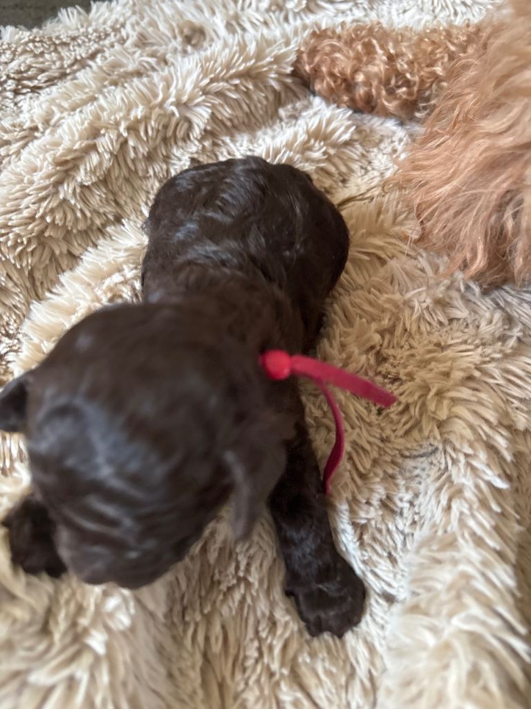 Cockapoo puppies