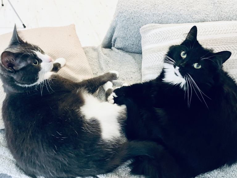 Fidget (8) & Lily (5) Seeking Loving Home